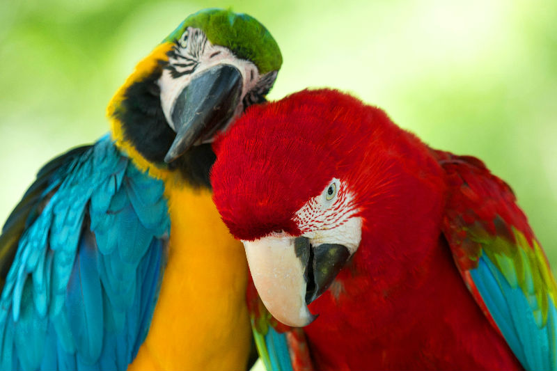 Vogelvoer : Parkietenvoer & papegaaienvoer