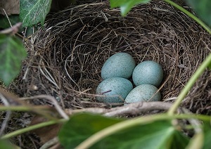 inzet Lucky combinatie Waarom leggen vogels eieren ? En hoezo blauwe of bruine met vlekjes .... -  VoerdeNatuur.nl